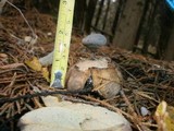 Geastrum pectinatum image