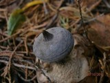 Geastrum pectinatum image