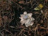 Geastrum pectinatum image