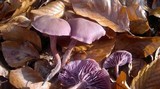 Laccaria amethystina image