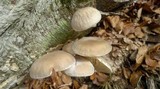 Oudemansiella mucida image