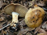 Cortinarius burlinghamiae image