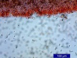 Psilocybe pelliculosa image