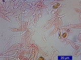 Psilocybe pelliculosa image