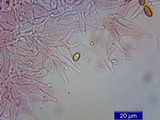 Psilocybe pelliculosa image
