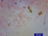 Psilocybe pelliculosa image