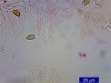 Psilocybe pelliculosa image
