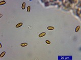 Psilocybe pelliculosa image