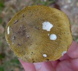 Tricholoma sejunctum image