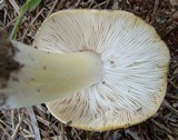 Tricholoma sejunctum image