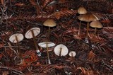 Entoloma formosum image