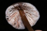 Entoloma formosum image