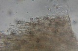 Entoloma formosum image