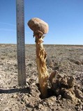 Battarrea phalloides image