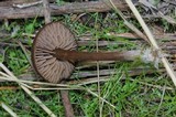 Entoloma sericeum image