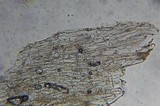 Entoloma sericeum image