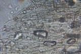 Entoloma sericeum image