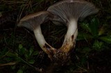 Gomphidius subroseus image