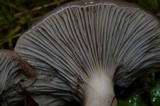 Gomphidius subroseus image