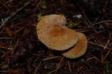 Cystoderma fallax image