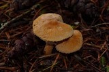 Cystoderma fallax image