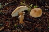 Cystoderma fallax image