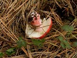 Russula sanguinaria image