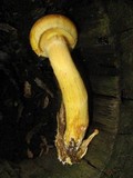 Gymnopilus ventricosus image