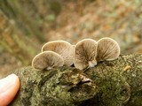 Crepidotus mollis image
