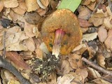 Boletus truncatus image