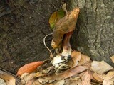 Boletus truncatus image