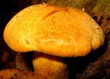 Gymnopilus ventricosus image
