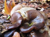 Hohenbuehelia petaloides image