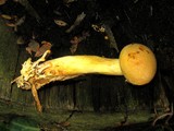 Gymnopilus ventricosus image