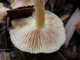 Pholiota spumosa image