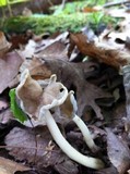 Helvella elastica image