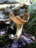 Helvella solitaria image