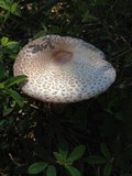Leucoagaricus americanus image