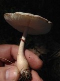 Leucoagaricus americanus image