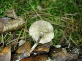 Baeospora myosura image