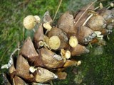 Baeospora myosura image