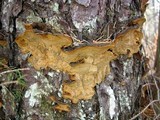 Phellinus chrysoloma image