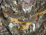 Phellinus chrysoloma image