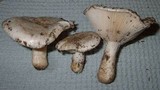 Hygrophorus sordidus image