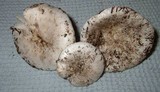 Hygrophorus sordidus image
