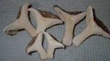 Hygrophorus sordidus image