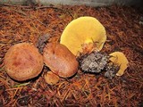 Suillus lakei image