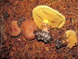 Suillus lakei image