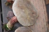 Boletus truncatus image