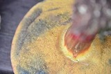 Boletus truncatus image